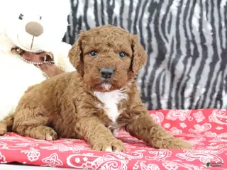 Mini Goldendoodle dogs for sale: Maggie - Ad 2