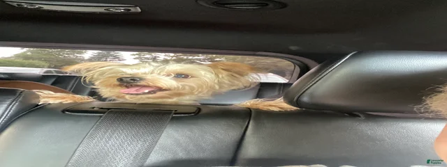 Simba