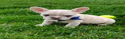 French Bulldog dogs for sale: Gunner  - Ad 2