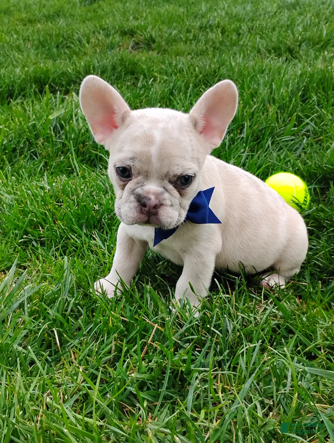 French Bulldog dogs for sale: Gunner  - Ad 2