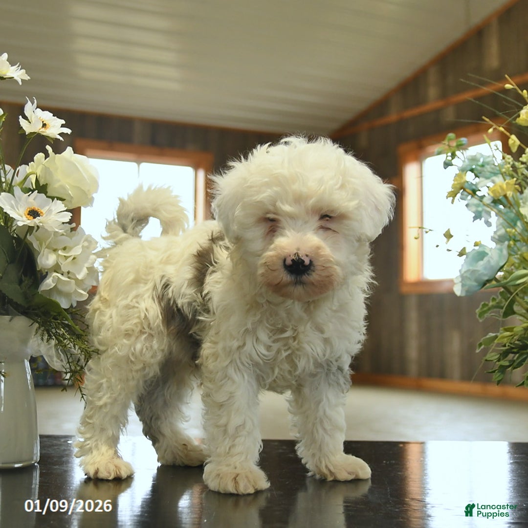 Sheepadoodle dogs for sale: Finn  - Ad 4