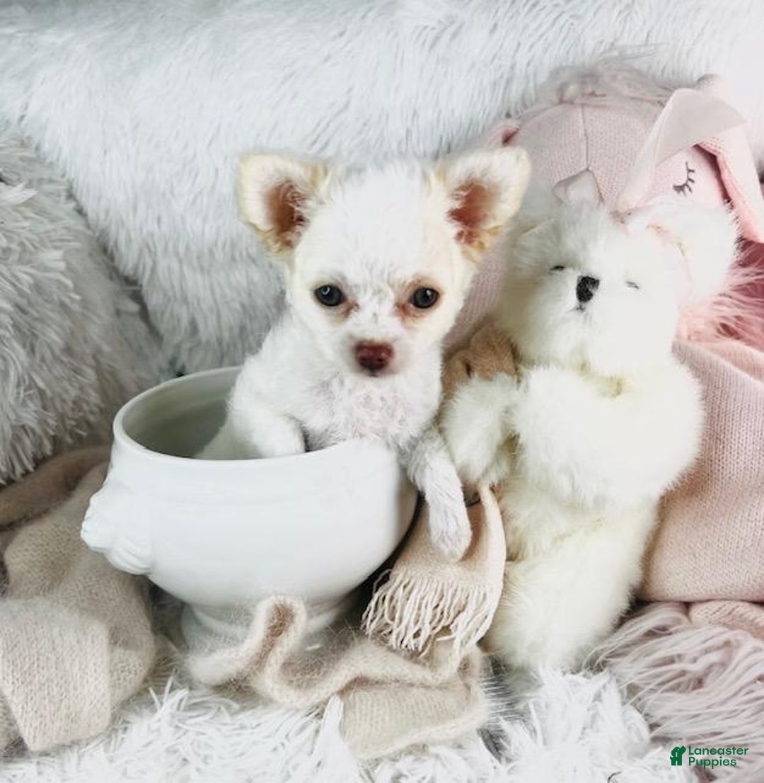 Teacup Chihuahua Puppy for sale in Tampa Lancaster Puppies