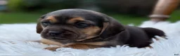 Puggle dogs for sale: Palmer - Ad 5