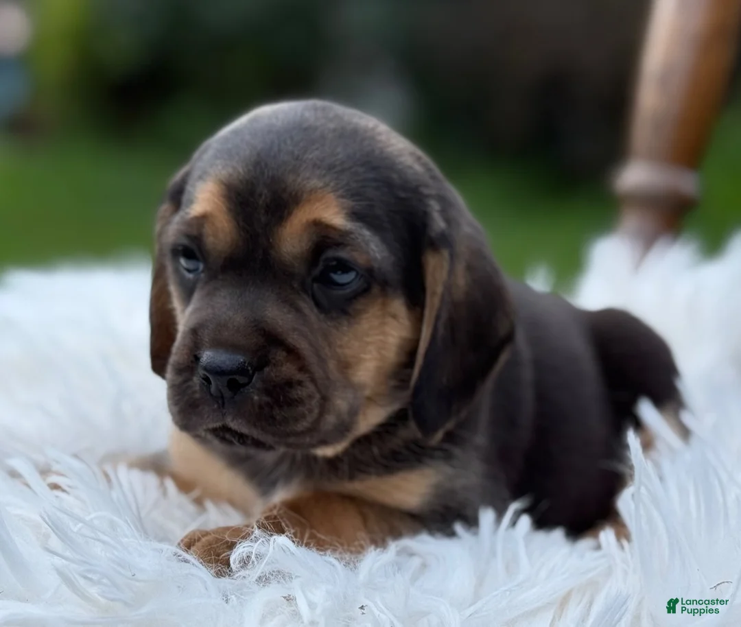 Puggle dogs for sale: Palmer - Ad 5