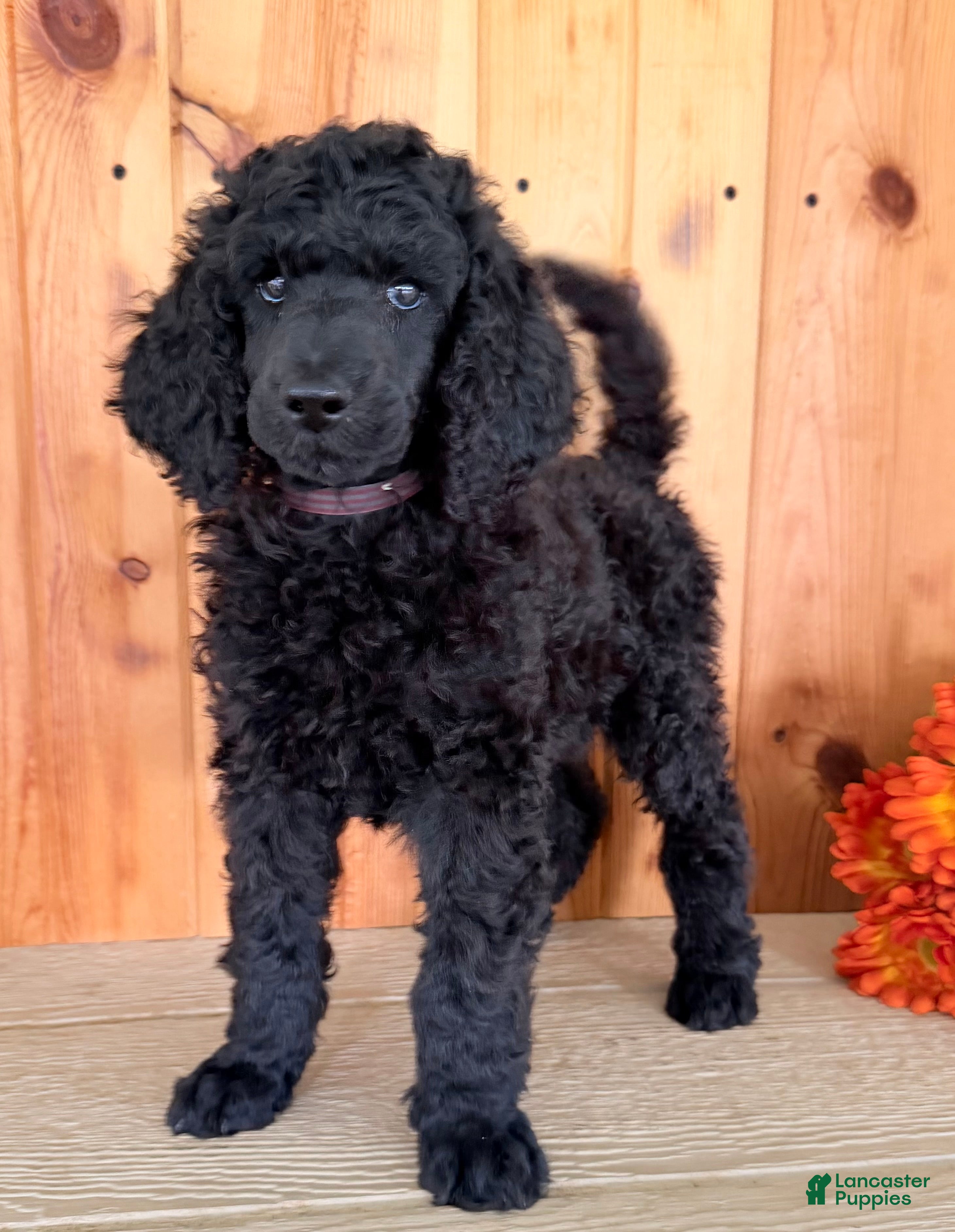 Standard Poodle dogs Gibbs - Ad 1