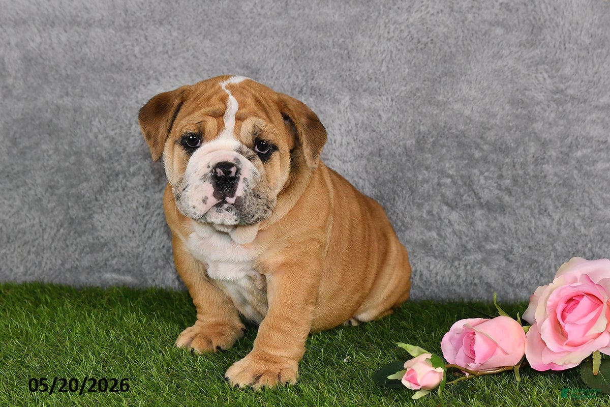 English Bulldog dogs Jenson - Ad 1