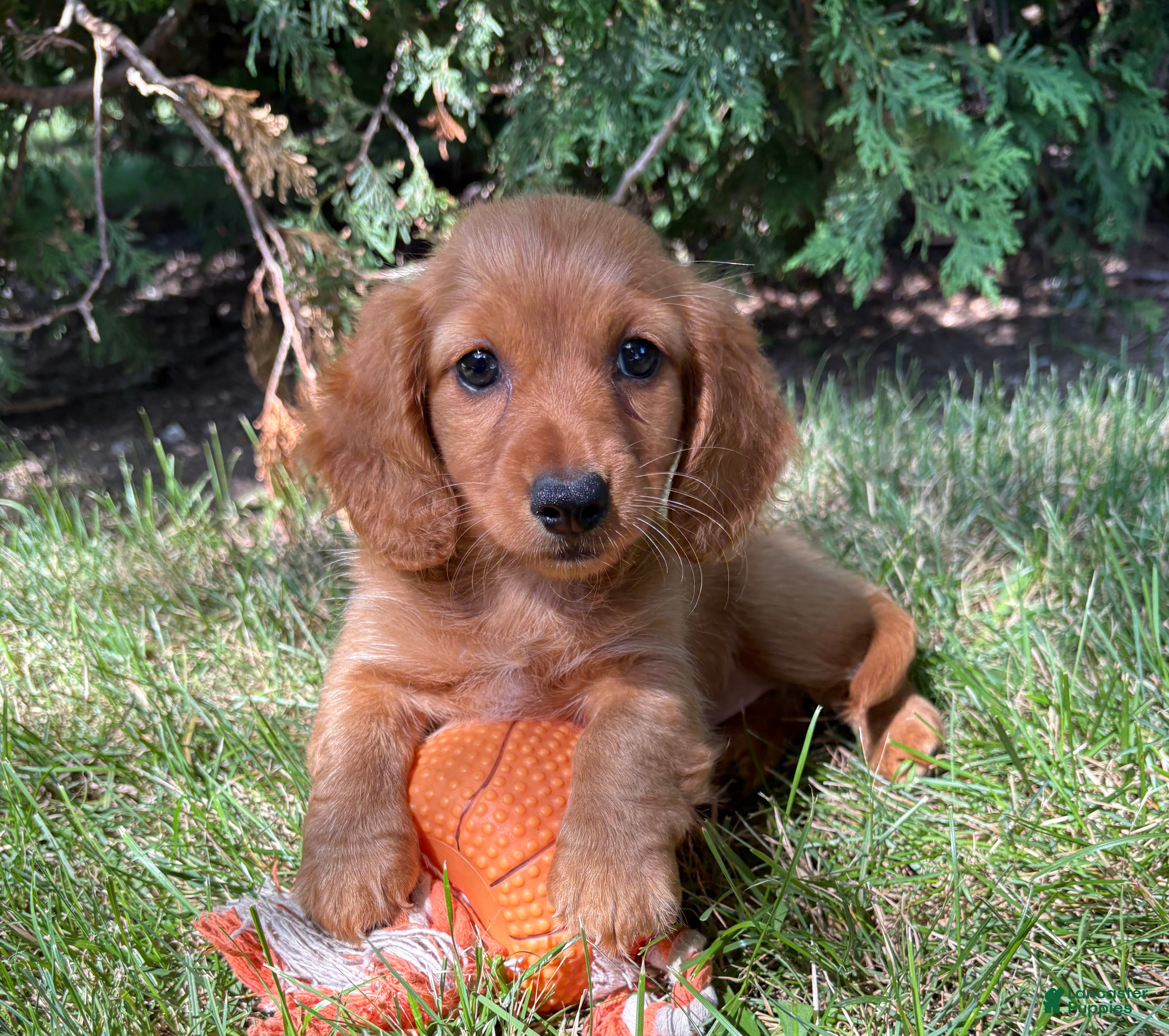 Dachshund dogs Pumpkin - Ad 1