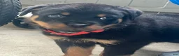 Rottweiler dogs for sale: Rottweiler Puppy 1 - Ad 6