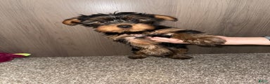 Yorkshire Terrier Puppy 4