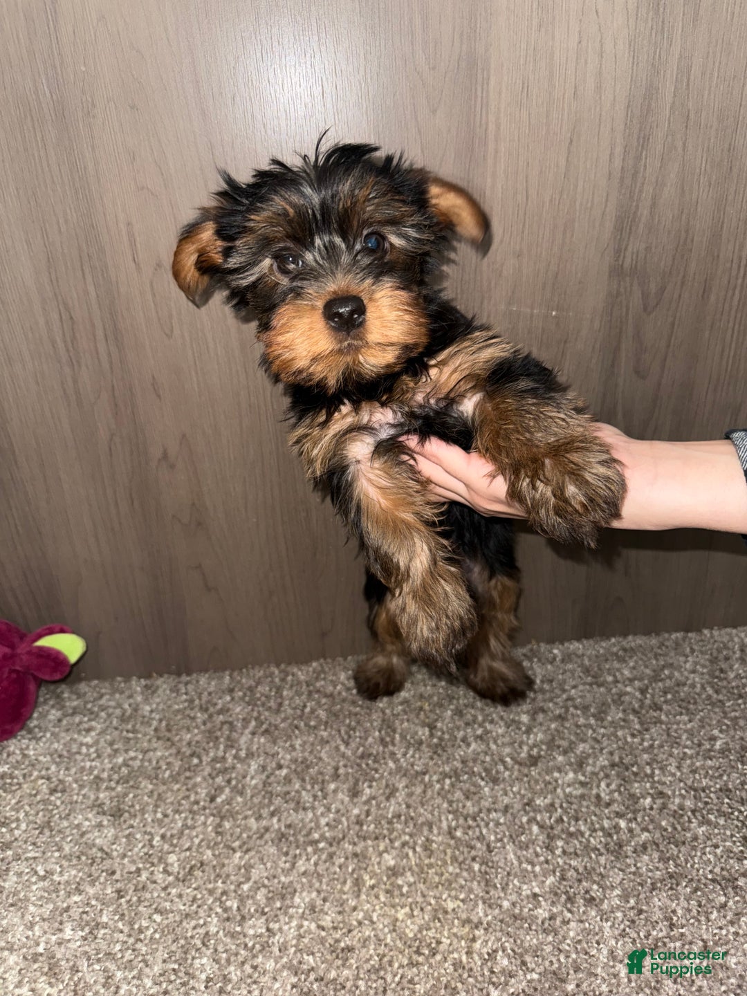 Yorkshire Terrier dogs for sale: Yorkshire Terrier Puppy 4 - Ad 1