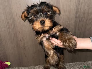 Yorkshire Terrier dogs for sale: Yorkshire Terrier Puppy 4 - Ad 2