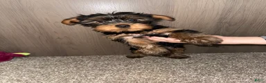 Yorkshire Terrier Puppy 4