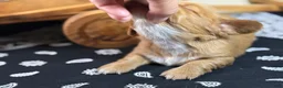 Miniature Dachshund dogs for sale: Dark cream - Blaze - Ad 16