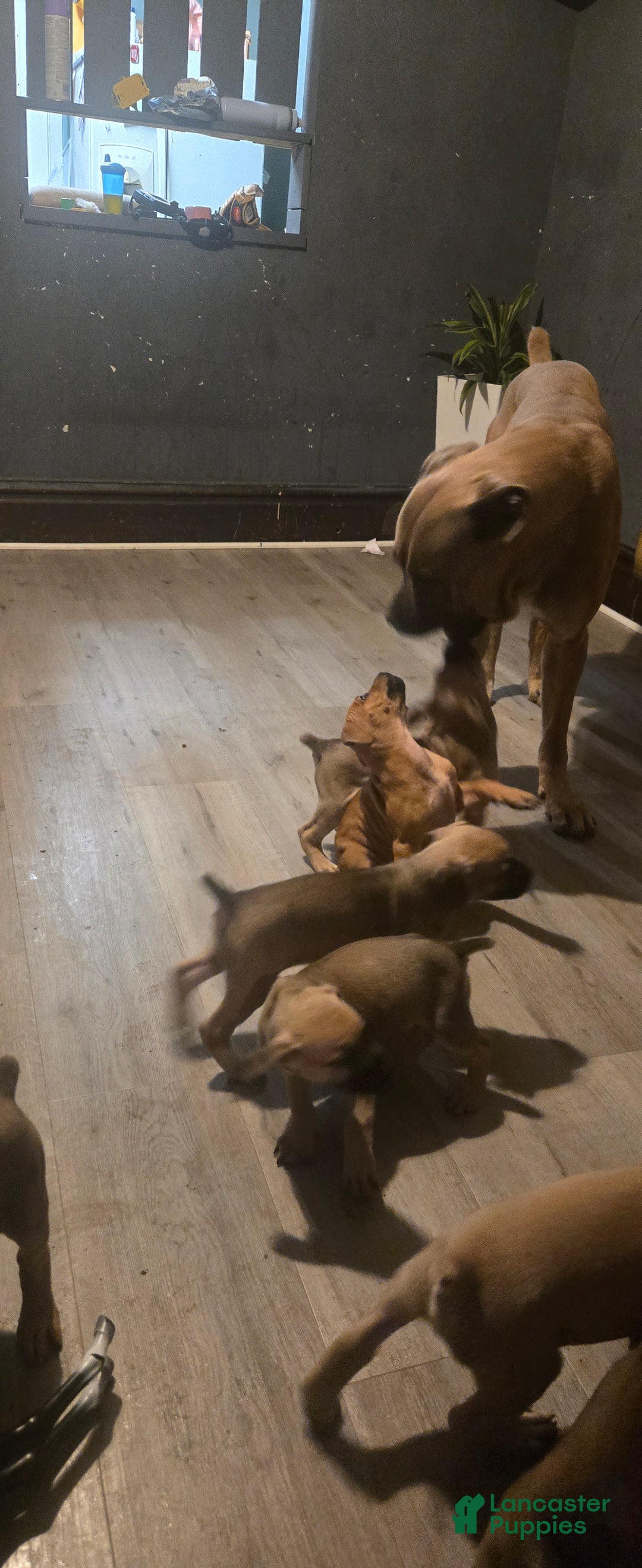 Cane Corso dogs for sale: Cane Corso Puppy 2 - Ad 3