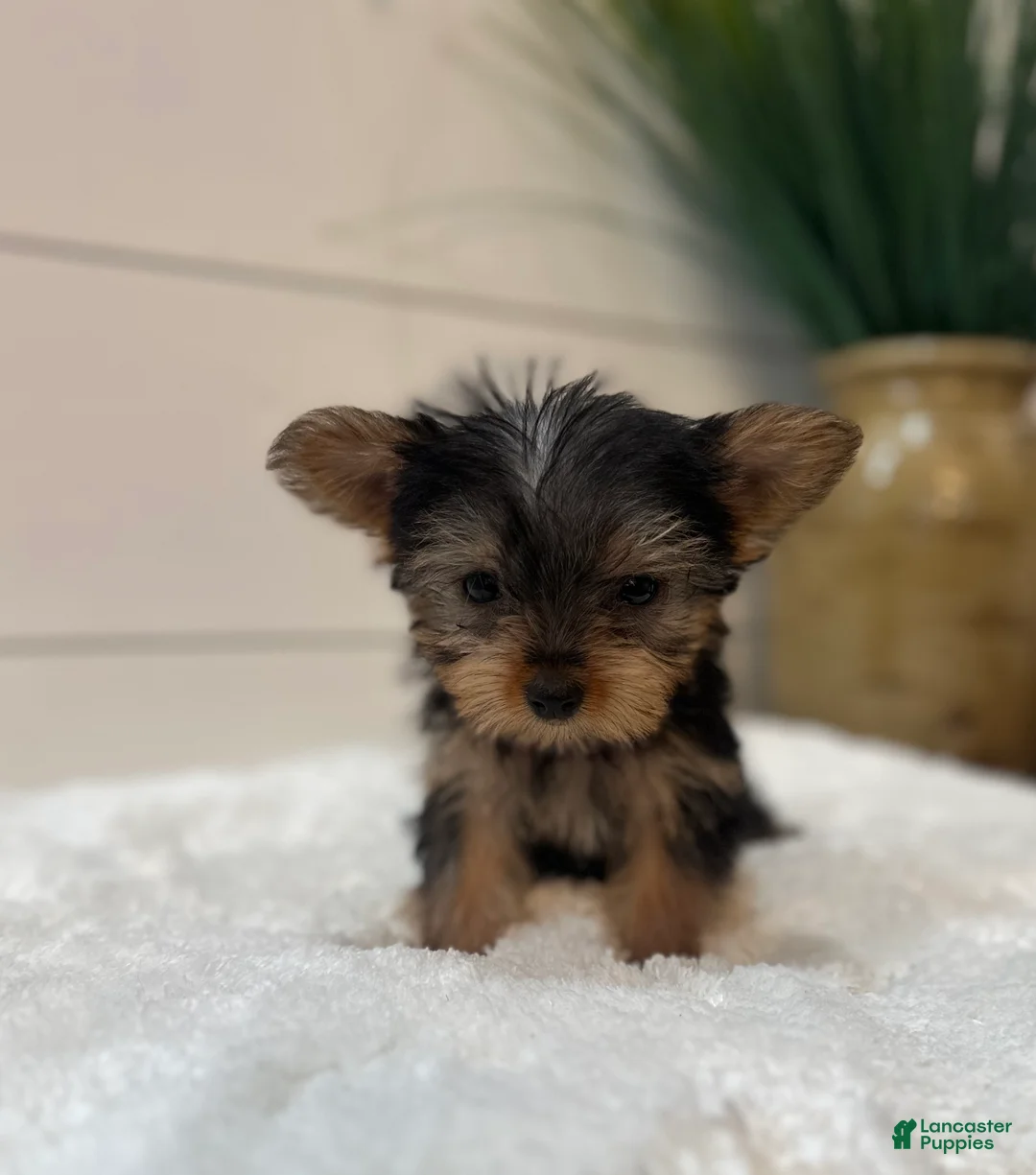 Yorkshire Terrier dogs for sale: Tinkerbell  - Ad 1