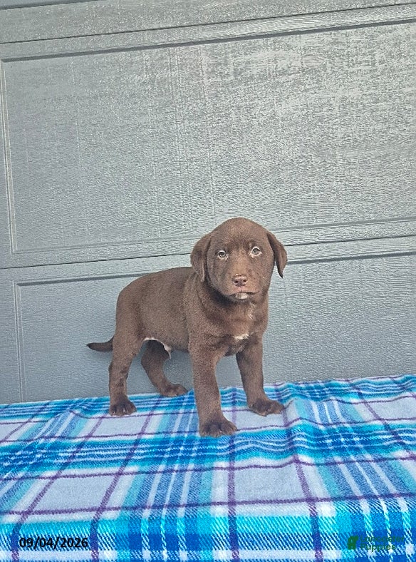 Labrador Retriever dogs for sale: Buddy - Ad 1