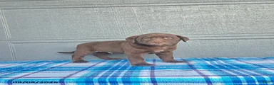 Buddy