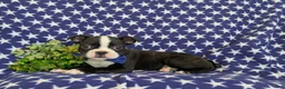 Boston Terrier dogs for sale: Presley - Ad 4