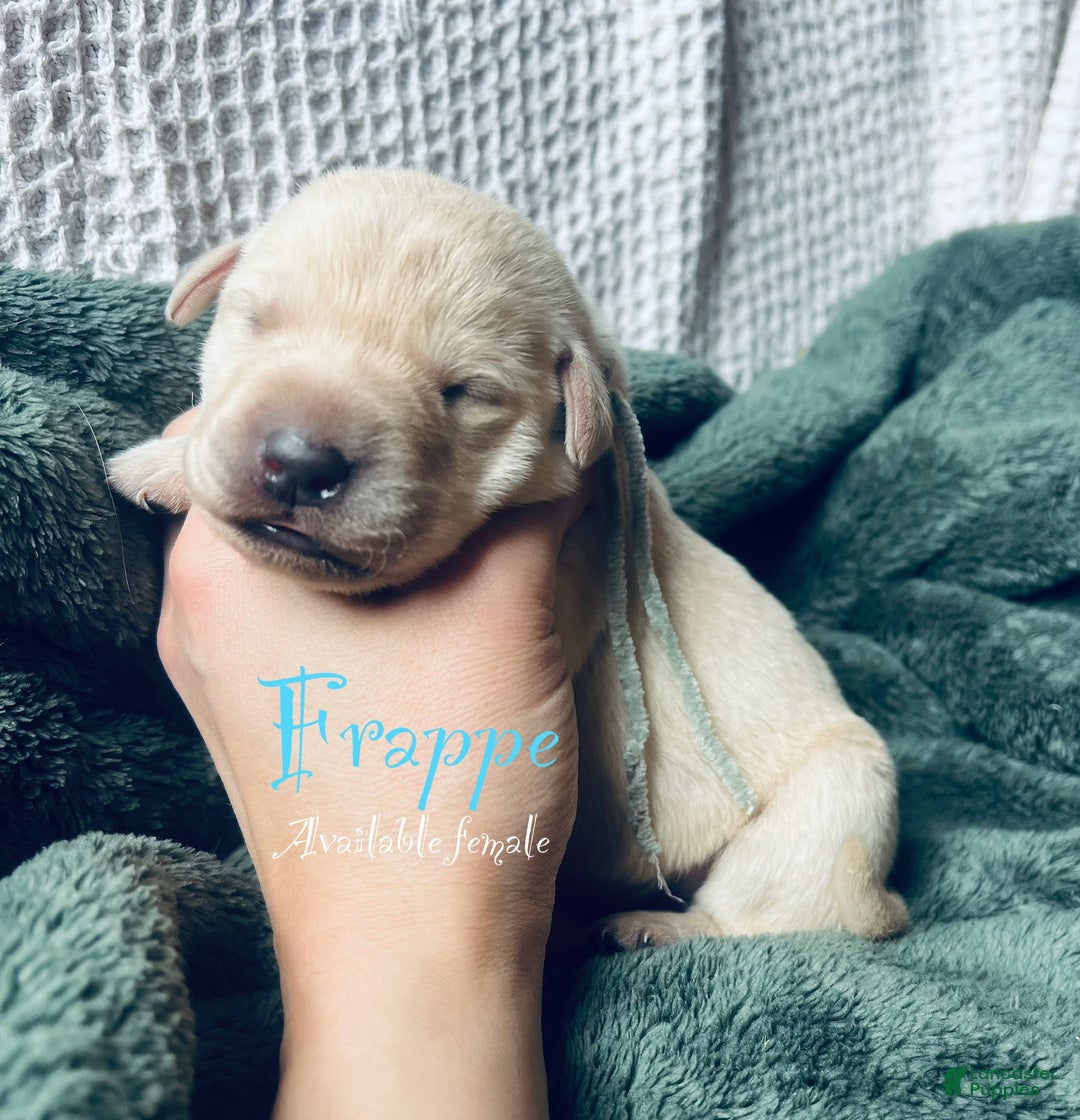 Labrador Retriever dogs for sale: Frappe - Ad 1