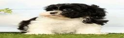 Shihpoo dogs for sale: Joy - Ad 4