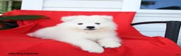 Samoyed dogs for sale: Layla - Ad 3