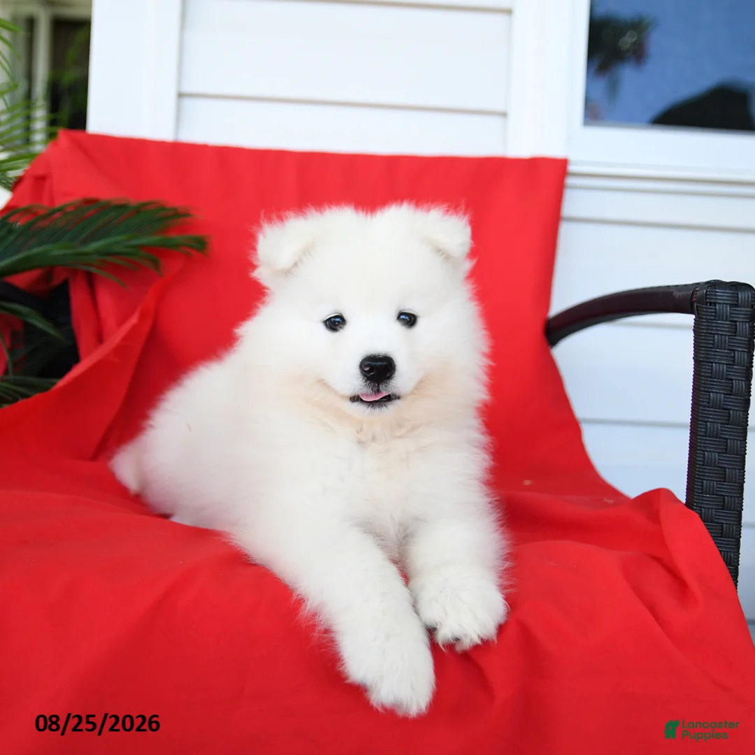 Samoyed dogs for sale: Layla - Ad 3
