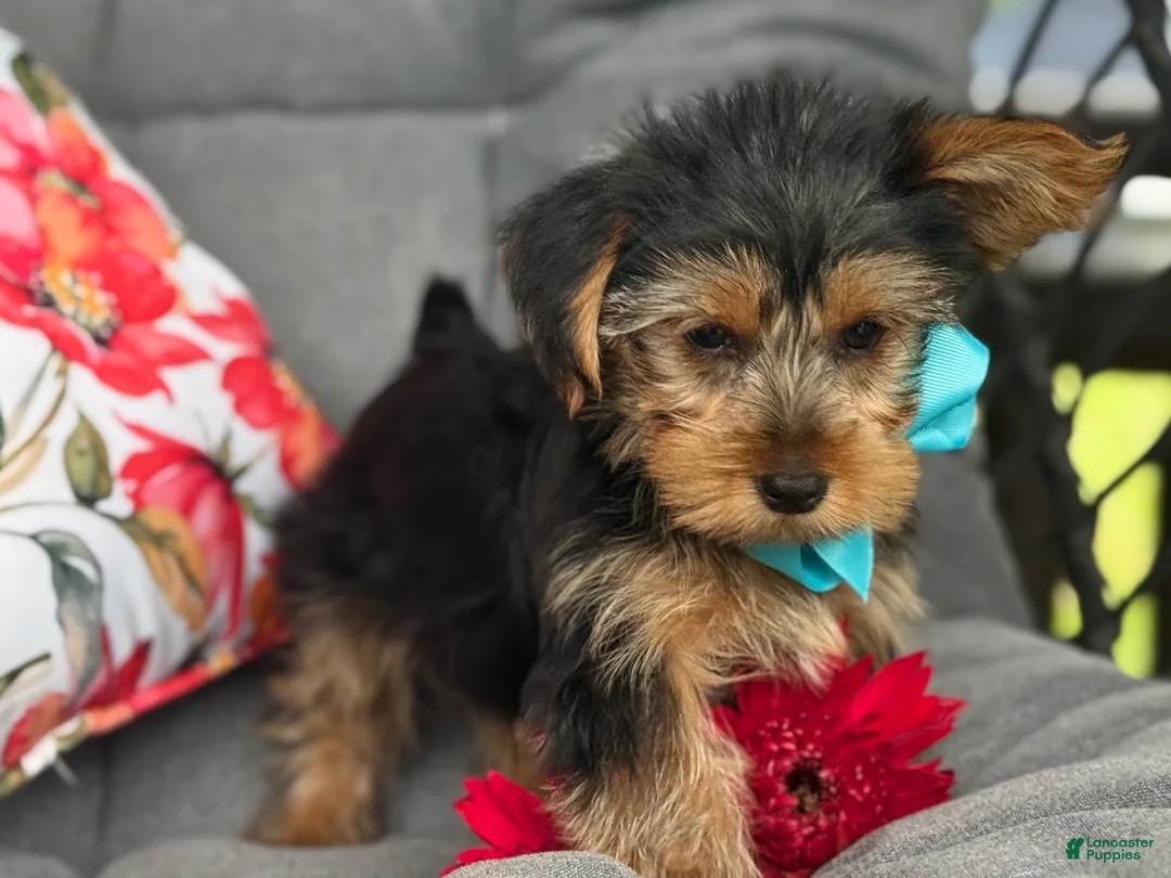 Yorkshire Terrier dogs for sale: Muff - Ad 2