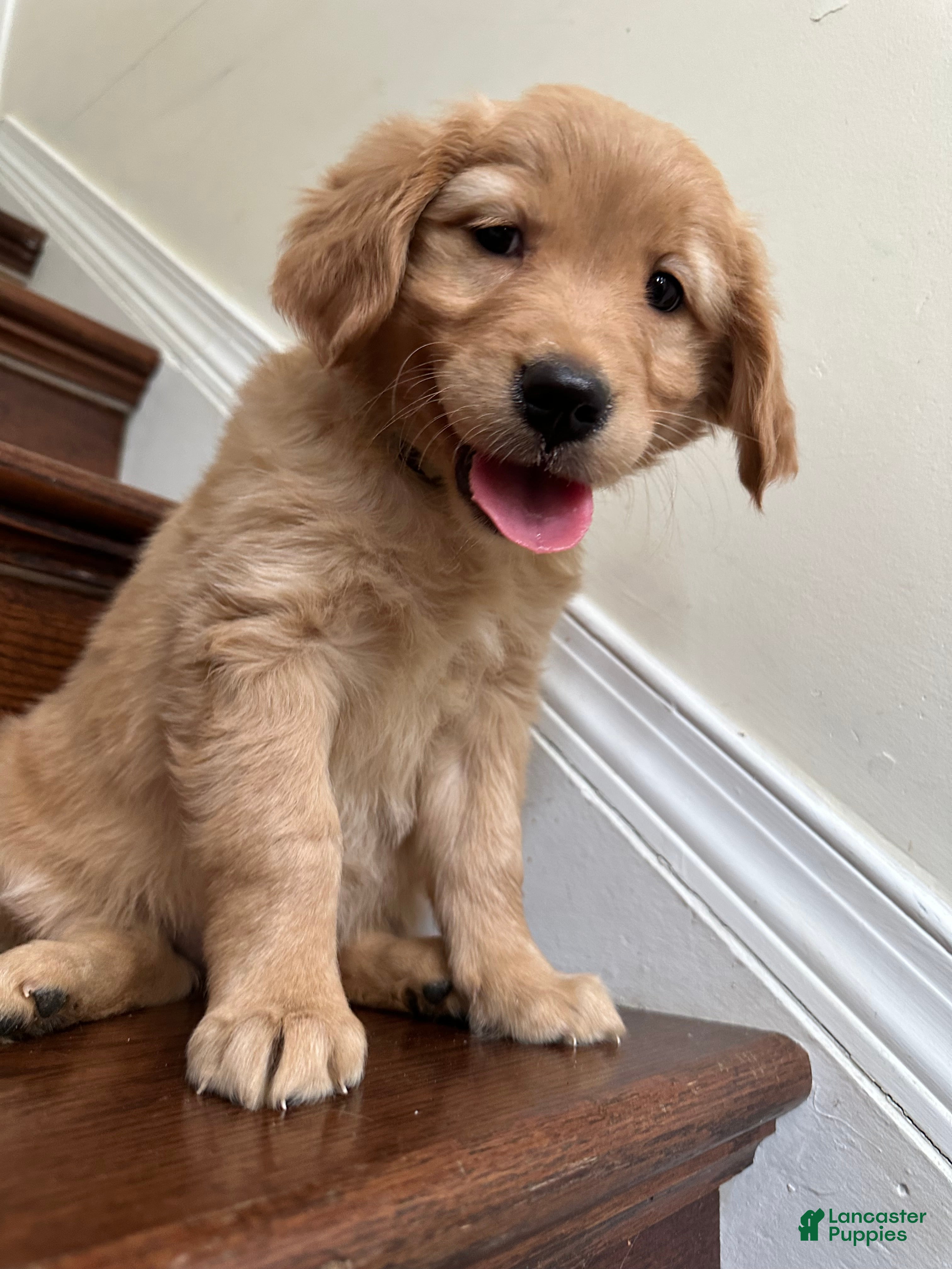 Golden Retriever dogs Opal - Ad 40