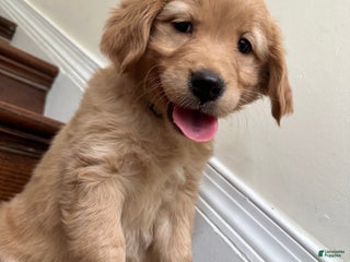 Golden Retriever dogs Opal - Ad 37