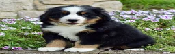 Bernese Mountain Dog dogs for sale: Mr. Barney - Ad 8