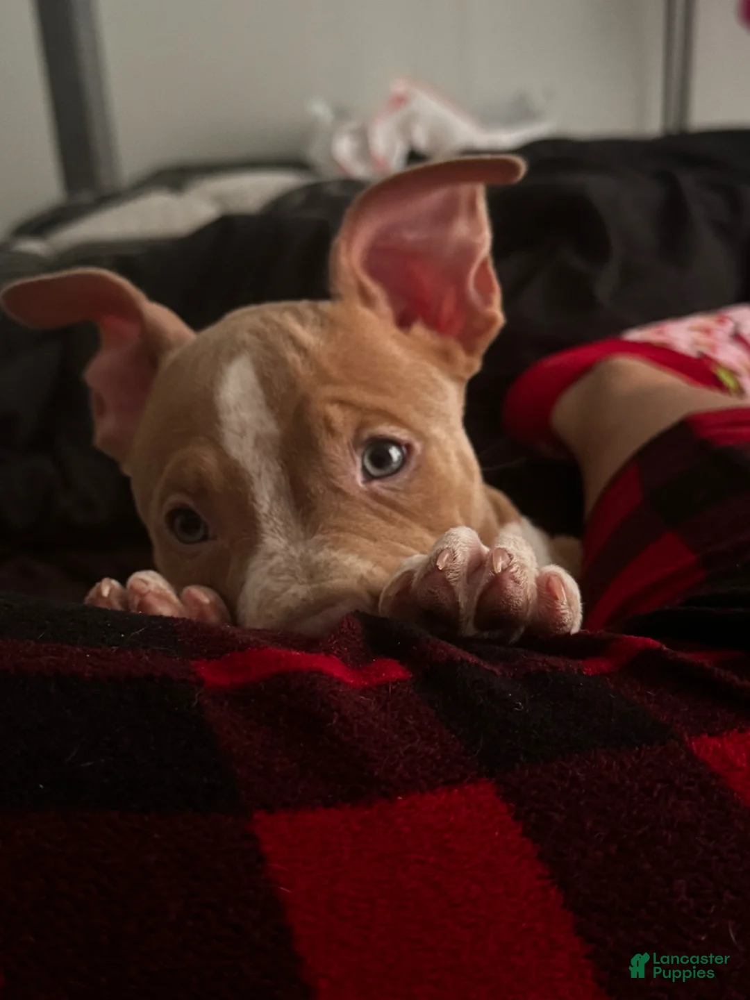 American Bully dogs for sale: Lolla - Ad 6