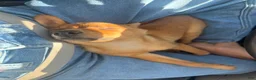 Mixed Breed dogs for sale: Mixed Breed 1 - Ad 2