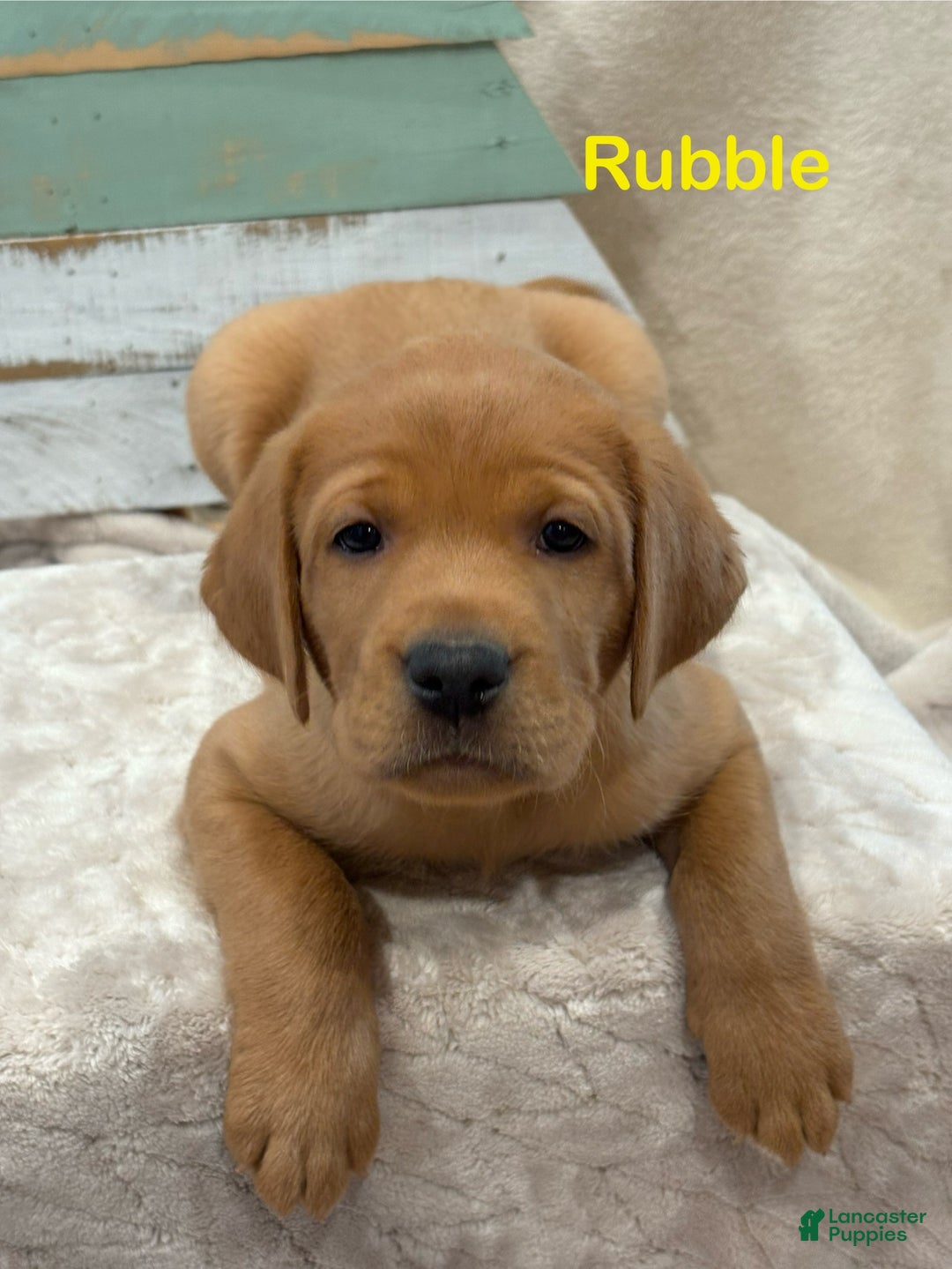 Labrador Retriever dogs for sale: Rubble - Ad 3