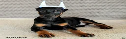 Doberman Pinscher dogs for sale: Caesar - Ad 4