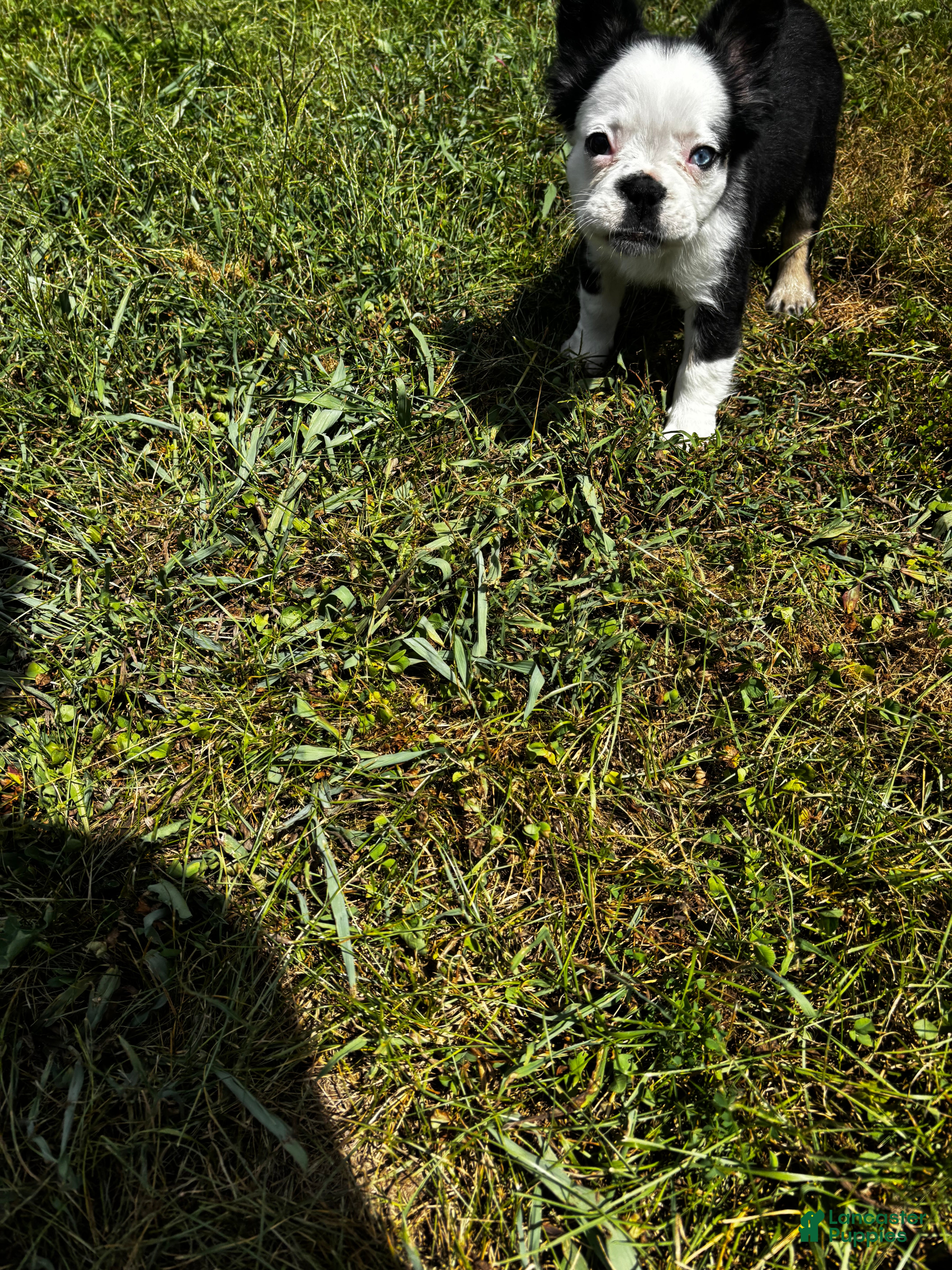 French Bulldog dogs French Bulldog 3 - Ad 11