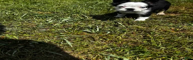 French Bulldog 3