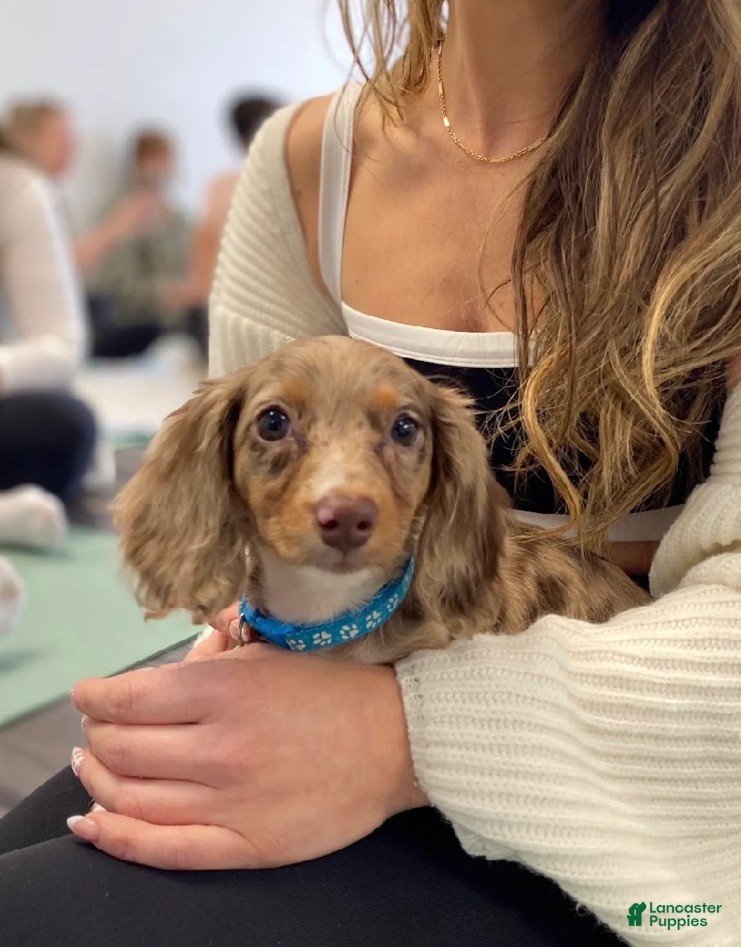 Miniature Dachshund dogs for sale: Tina - Ad 2