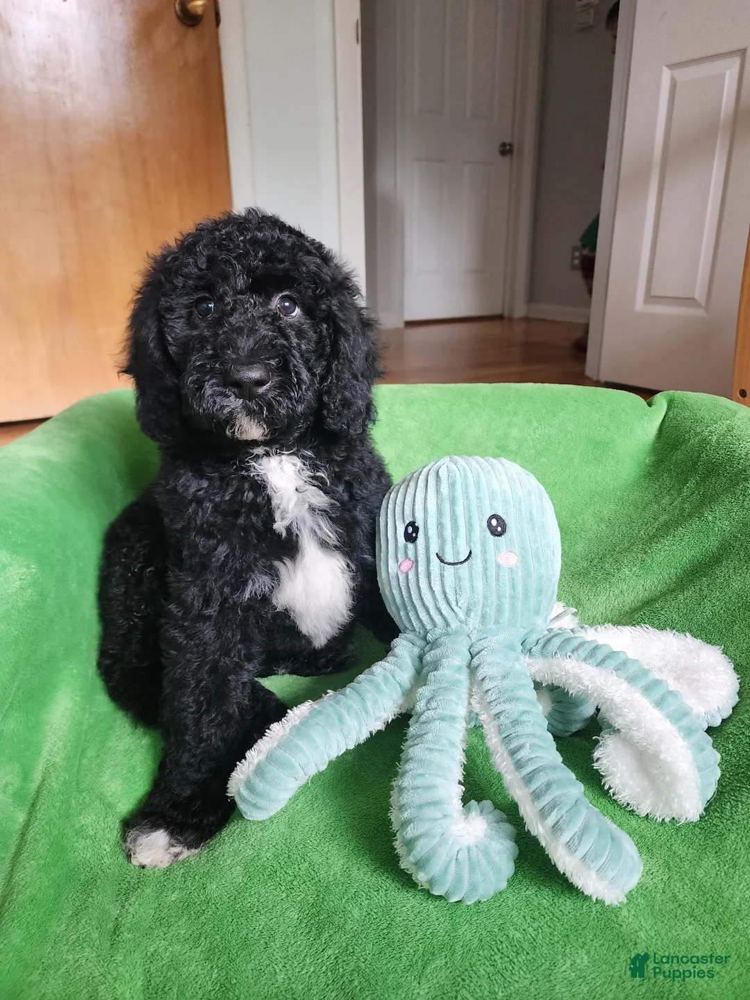 Mini Sheepadoodle dogs for sale: Cooper - Ad 1