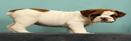 English Bulldog dogs for sale: Jasper - Ad 8