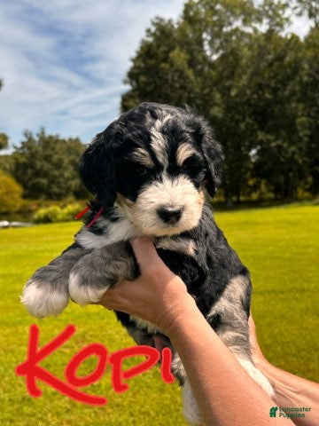 Bernedoodle dogs Kopi - Ad 33