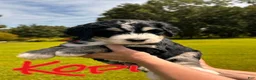 Bernedoodle dogs for sale: Kopi - Ad 1
