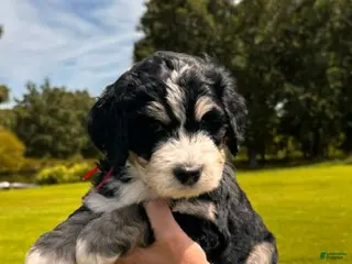 Bernedoodle dogs Kopi - Ad 33