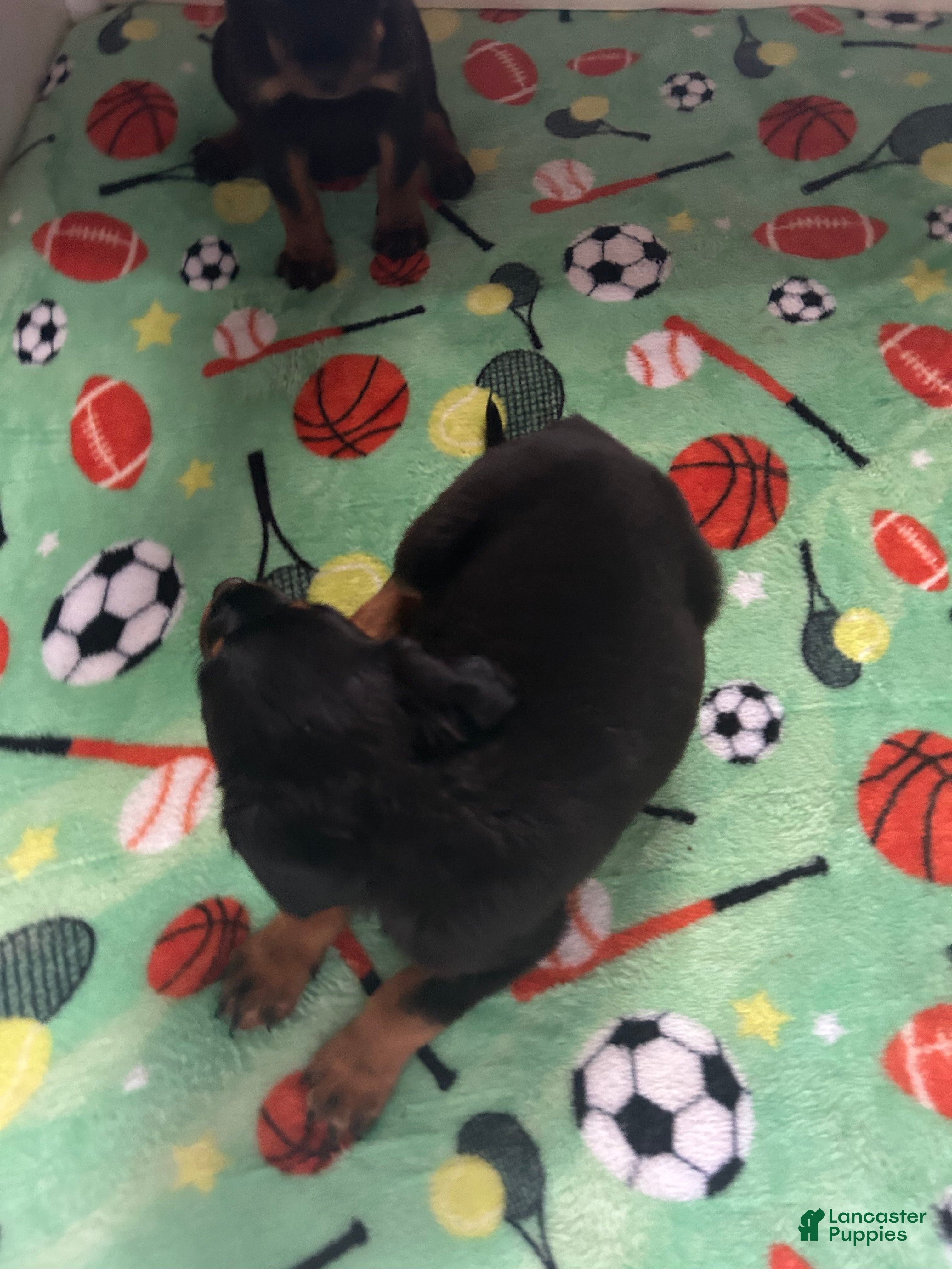 Rottweiler dogs Rottweiler Puppy 5 - Ad 22