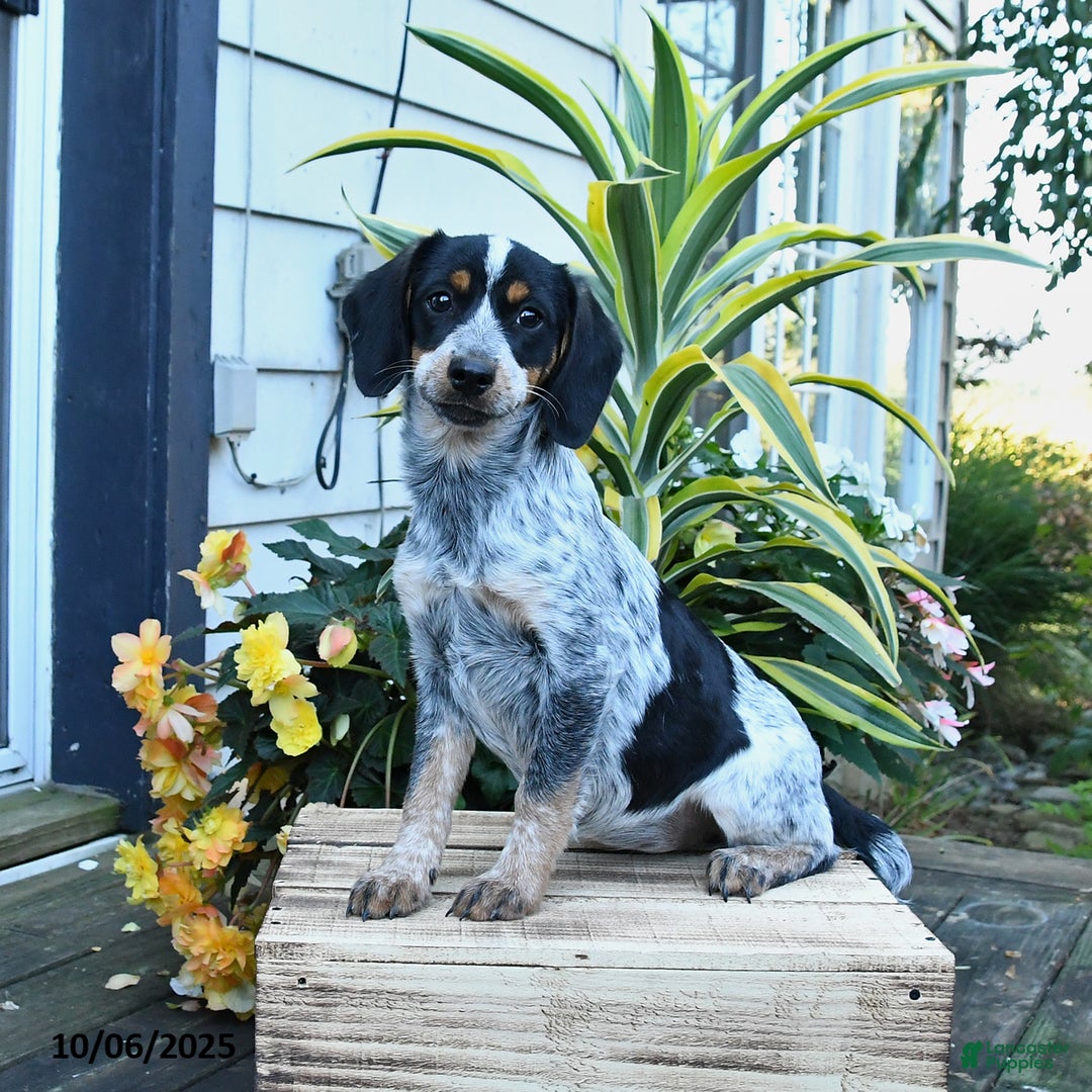 Mixed Breed dogs for sale: Farrah - Ad 1