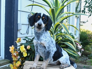 Mixed Breed dogs Farrah - Ad 10