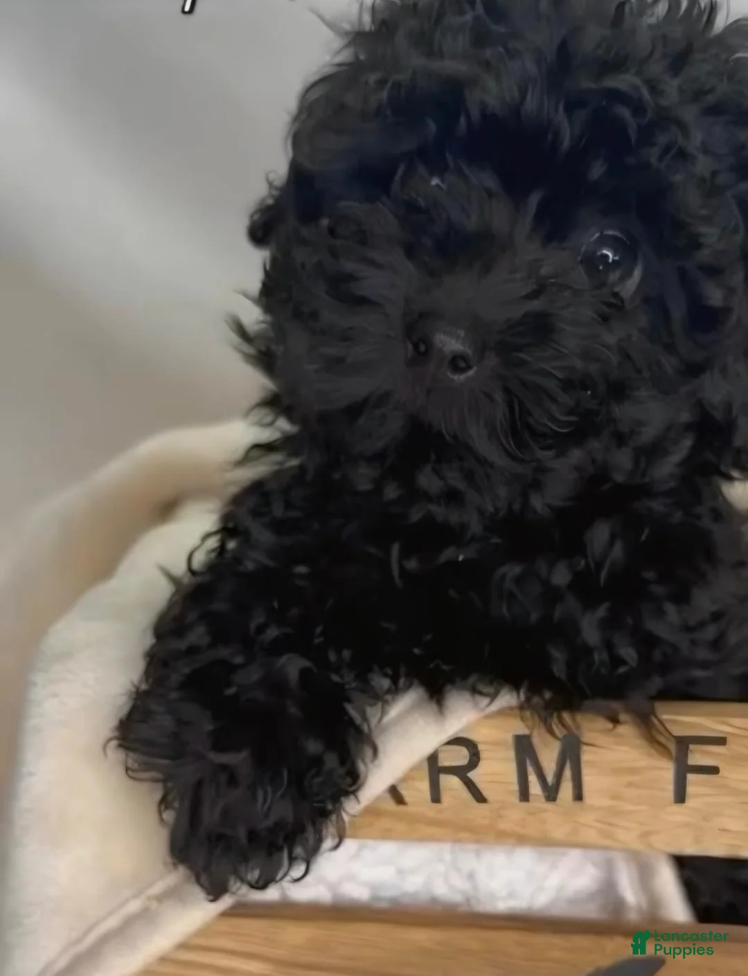 Toy Poodle dogs for sale: Buttercup - Ad 1