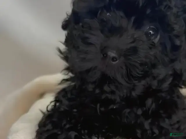 Toy Poodle dogs for sale: Buttercup - Ad 1