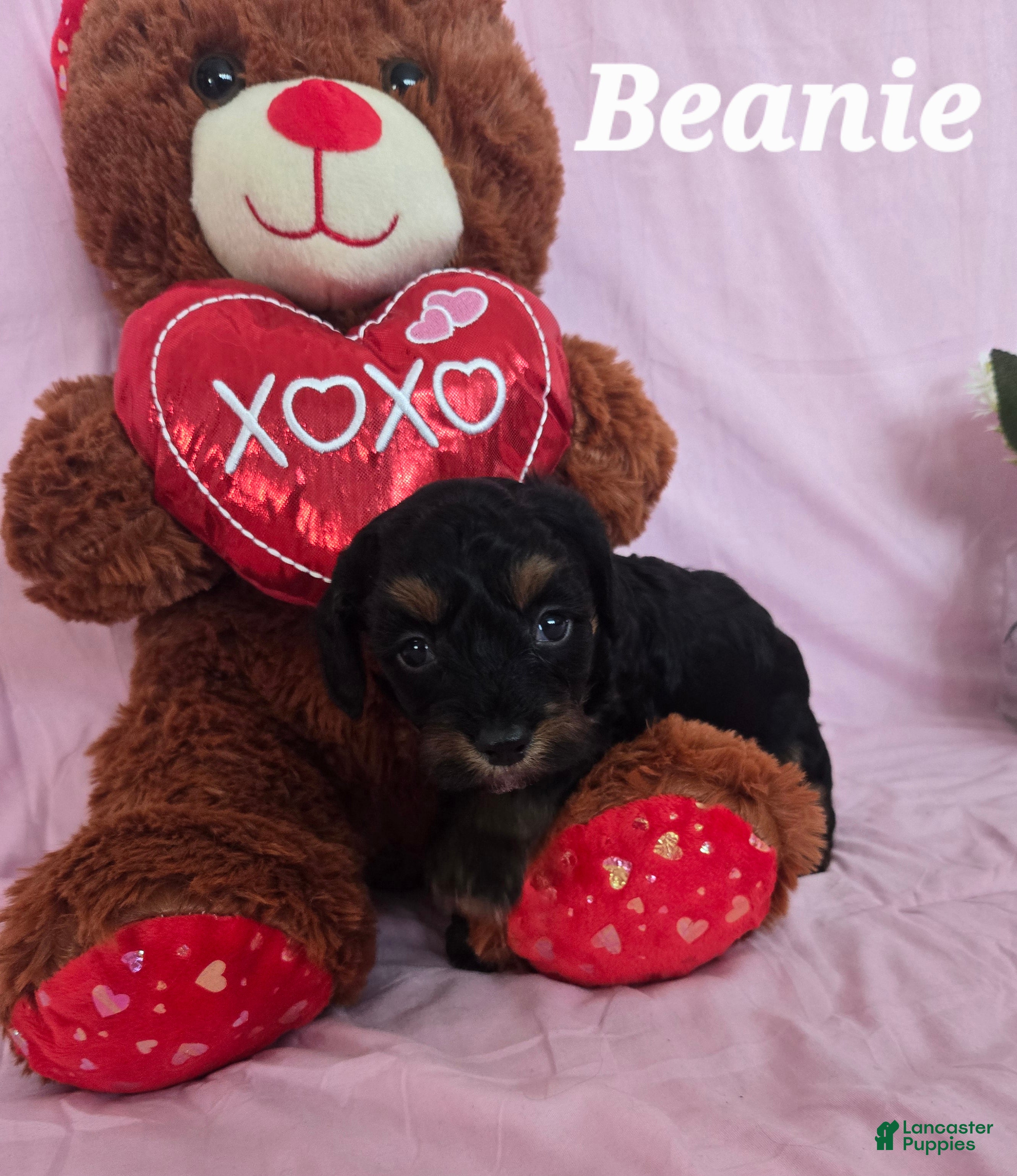 Cavapoo dogs Beanie - Ad 1