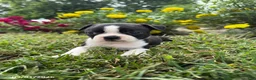Boston Terrier dogs for sale: Holly - Ad 4