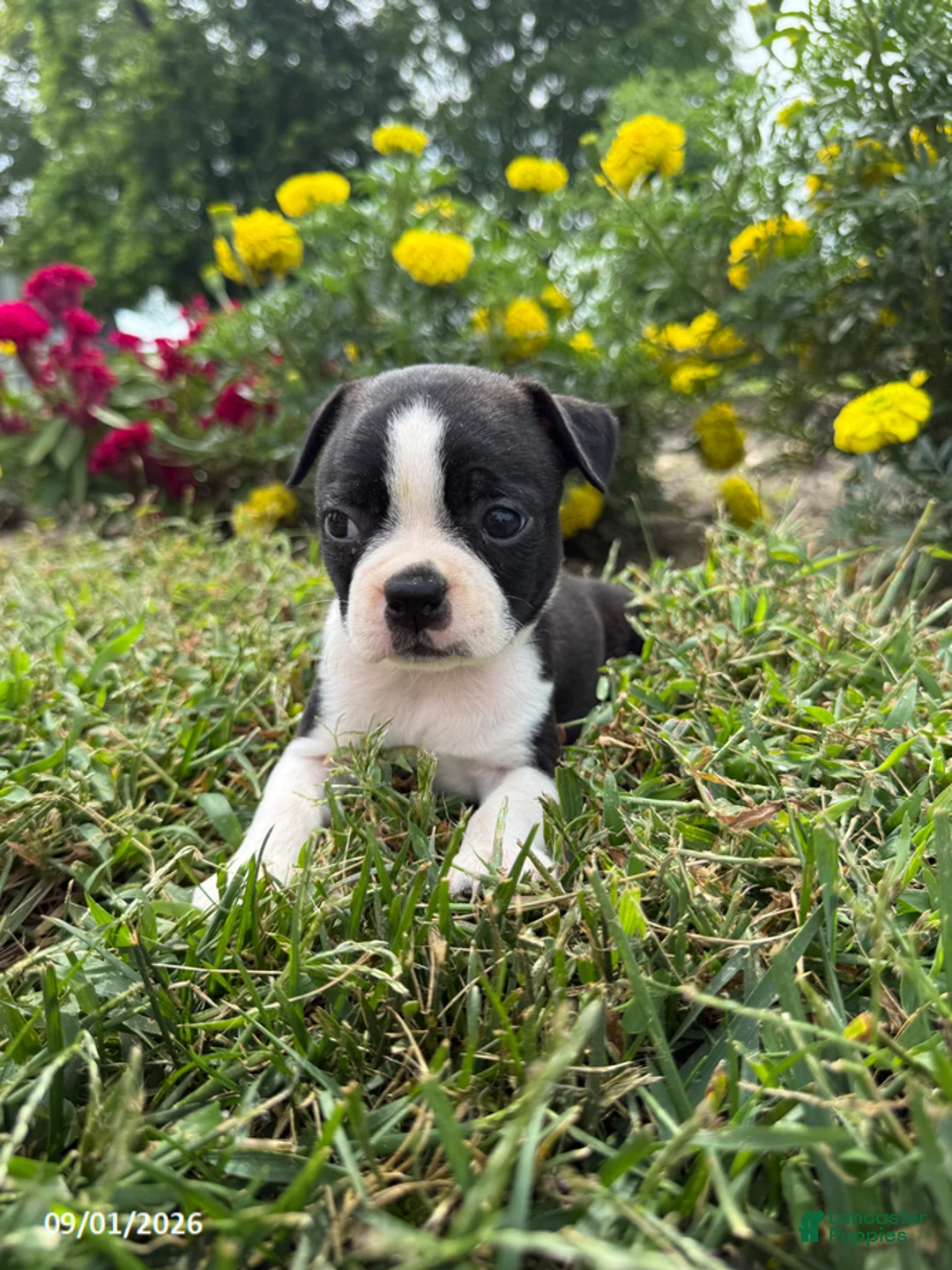 Boston Terrier dogs for sale: Holly - Ad 4